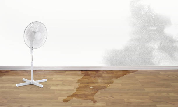 Best Water damage cleanup near me  in Zion, IL